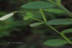 Crotalaria alata
